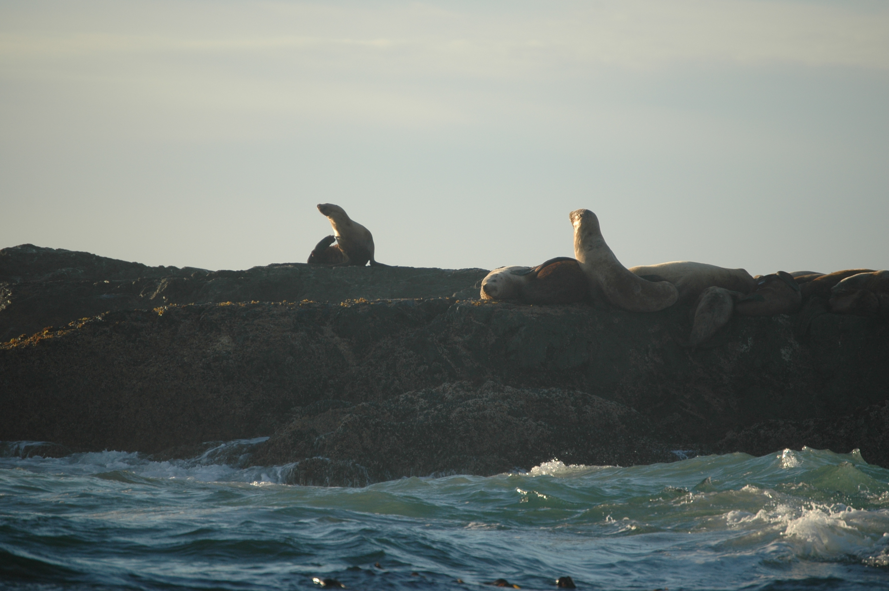 photos/wildlife/Mammal_Species/Steller Sea Lion/20070920-Canada-07.jpg